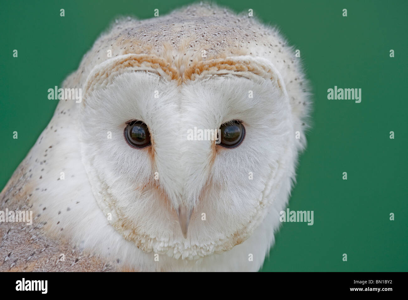 Close up vista frontale del volto di barbagianni Tyto alba REGNO UNITO Foto Stock