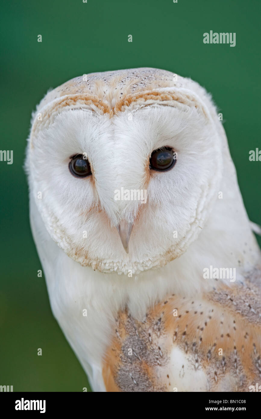 Close up vista frontale del volto di barbagianni Tyto alba REGNO UNITO Foto Stock