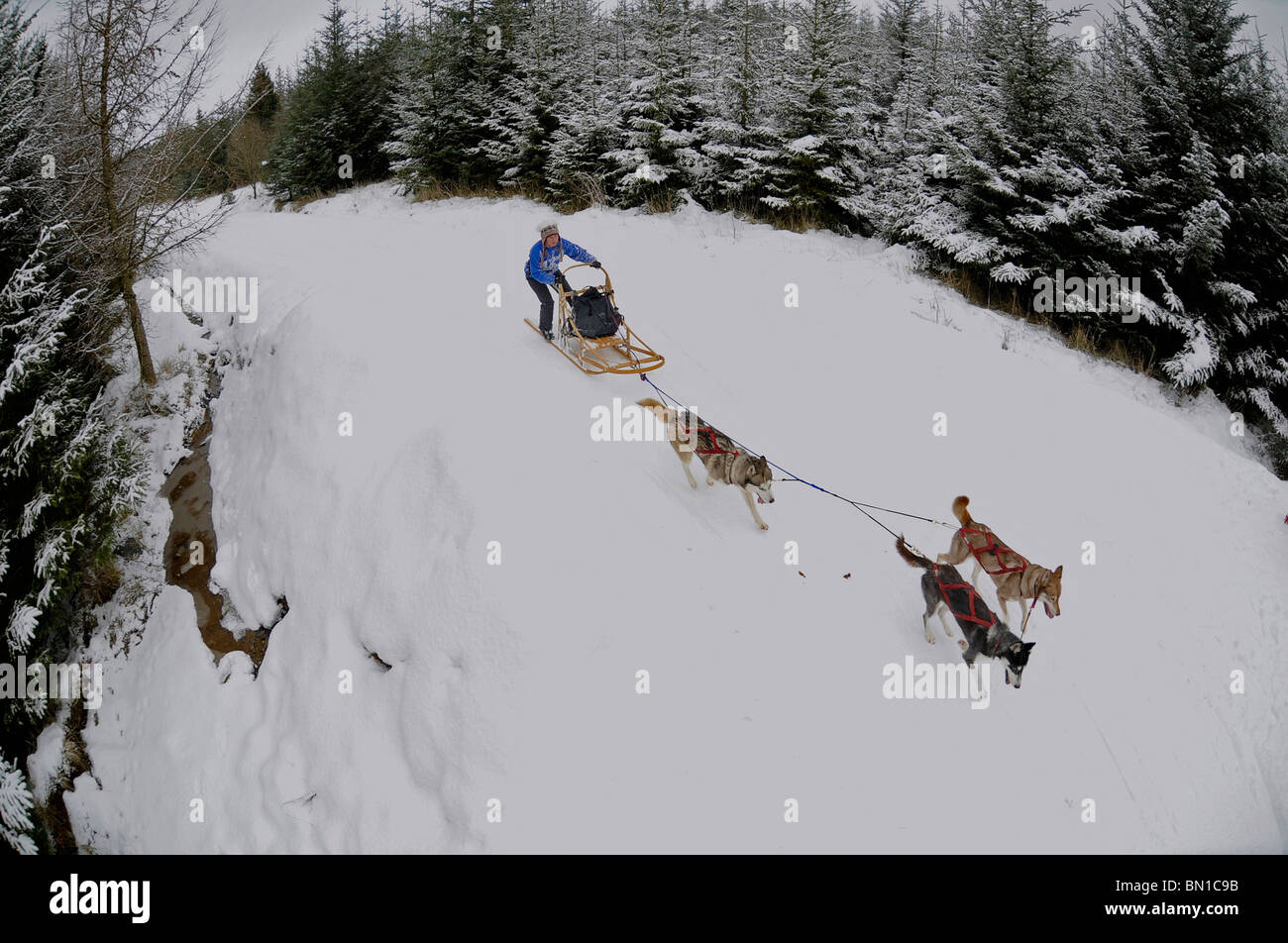 Sled Dog racing nella neve. Il Siberian Husky Club di Gran Bretagna gara incontro in Greystoke foresta vicino a Penrith, Cumbria. Foto Stock