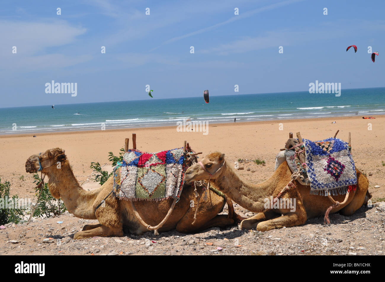 Cammelli a Sidi Kaouki Beach Foto Stock