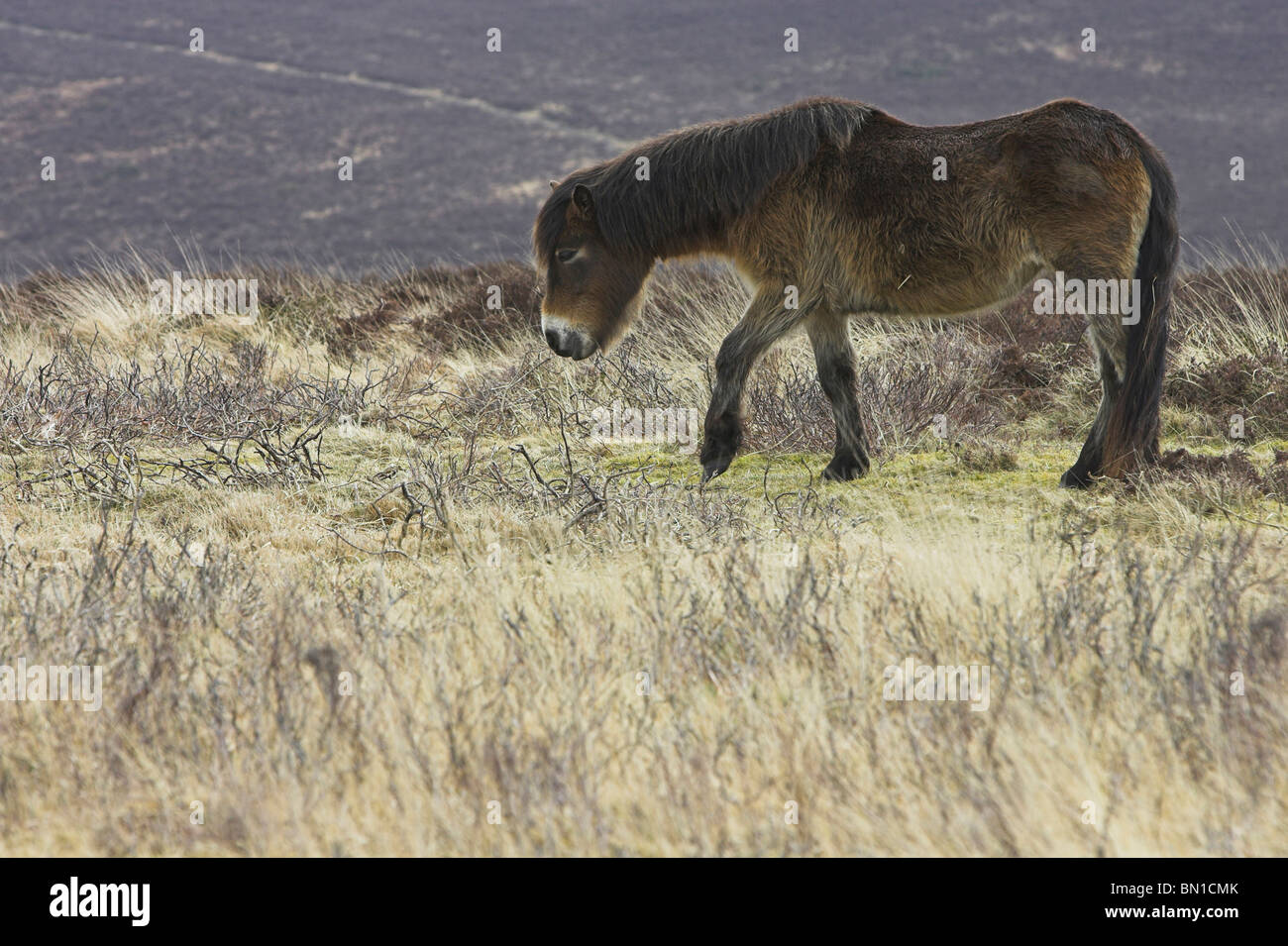 Exmoor Pony passeggiate attraverso la brughiera al Parco Nazionale di Exmoor, Somerset nel mese di marzo. Foto Stock
