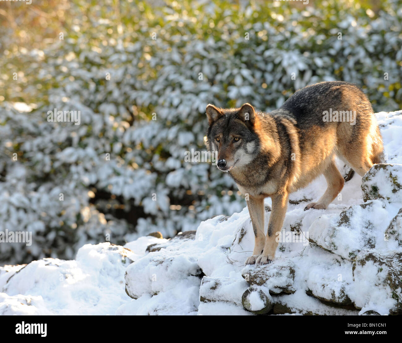 Un lupo grigio europeo (Canis lupus) in piedi su rocce innevate. Foto Stock