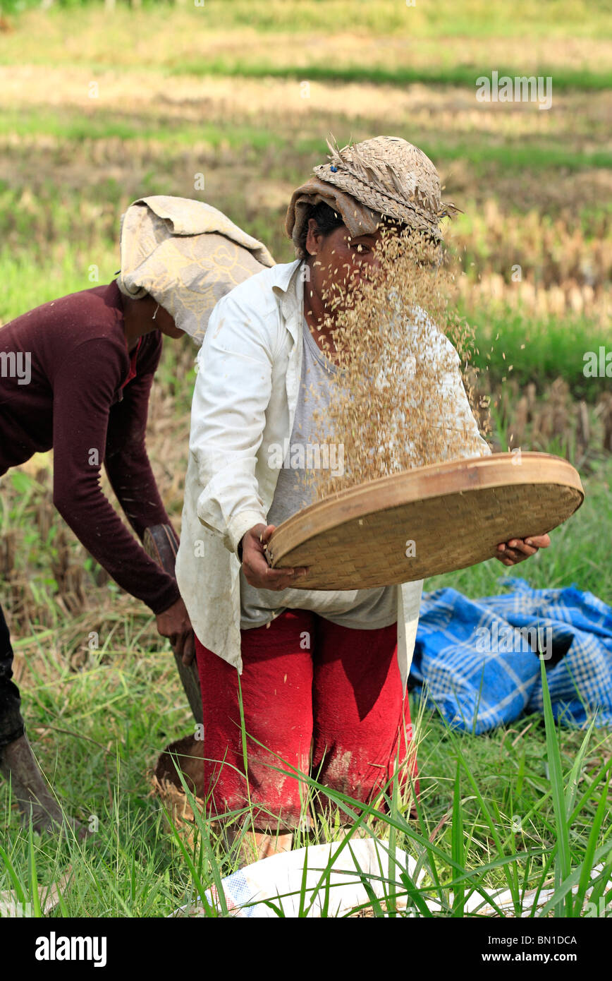 Le donne che lavorano nei campi durante il raccolto di riso, nei pressi di Ubud, Bali, per separare la granella dalla pula, il riso viene vagliato Foto Stock