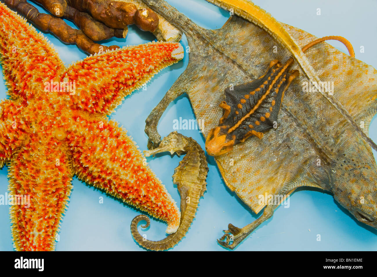 Asciugare animali del mare come medicina Foto Stock