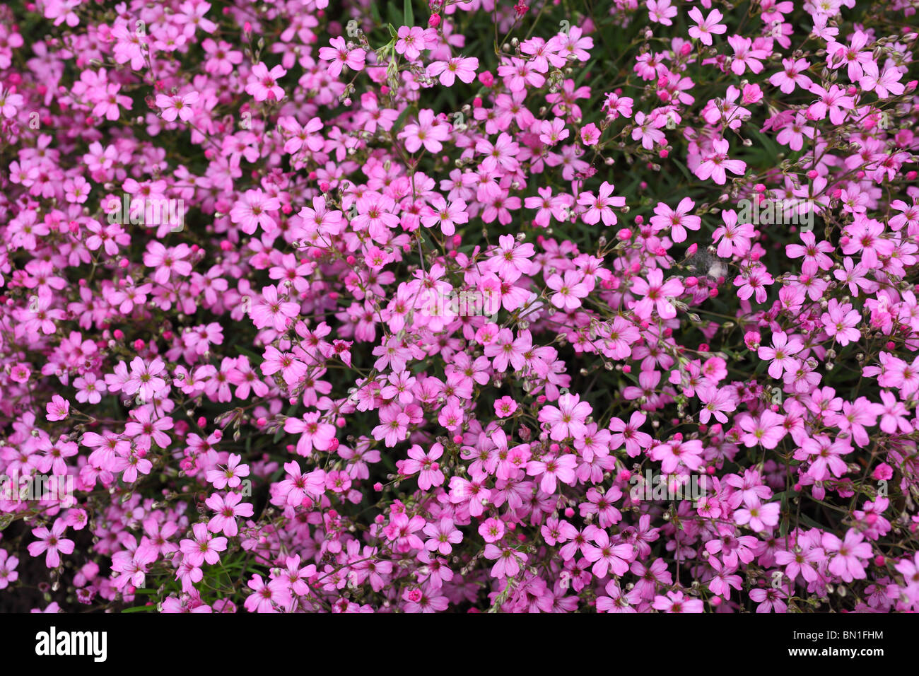 Gypsophila repens fiori rosa close up Foto Stock