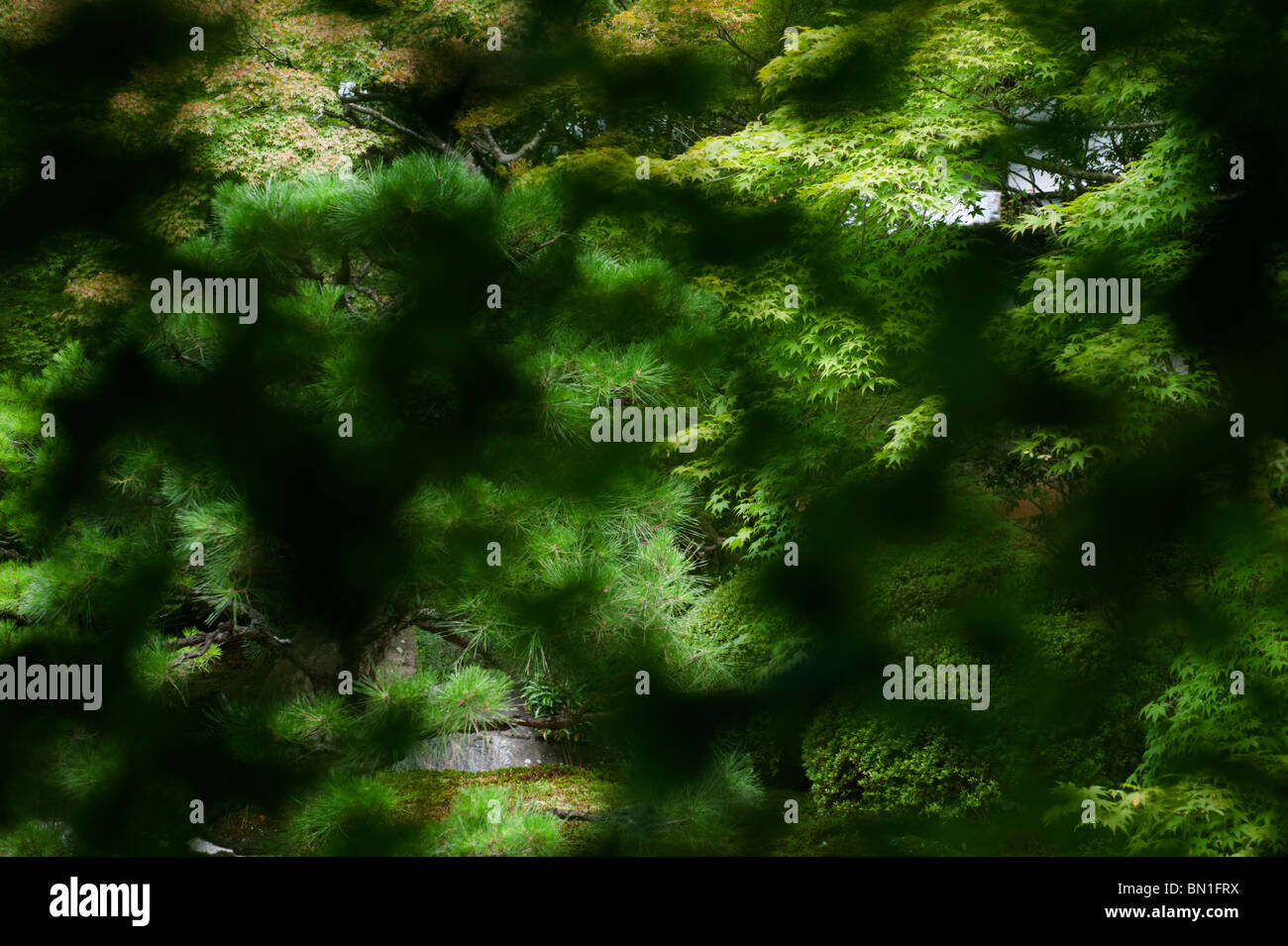 Il giardino di Tenjuan, una sub-tempio di Nanzenji, visto attraverso il verde delle foglie di acero giapponese. Foto Stock