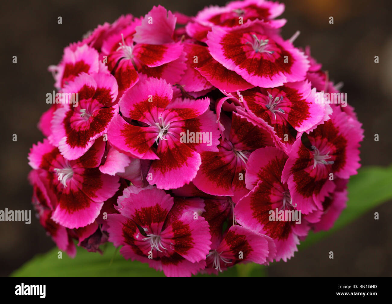 Dolce di garofano wiliams Dianthus barbatus fiori close up Foto Stock
