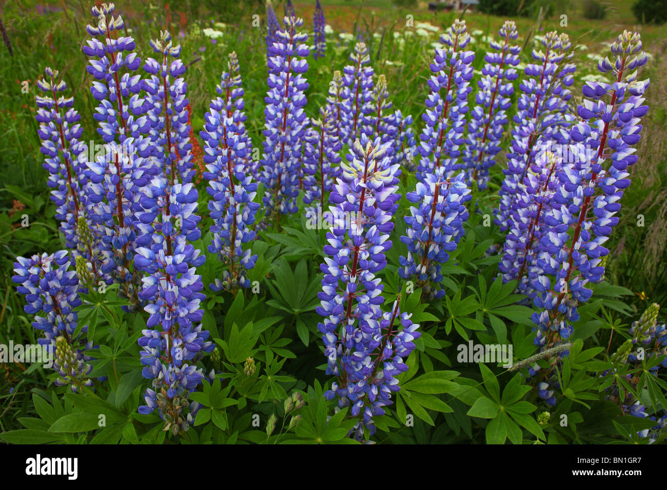 Blu selvaggio di lupini in fiore nel prato di Lupinus Foto Stock