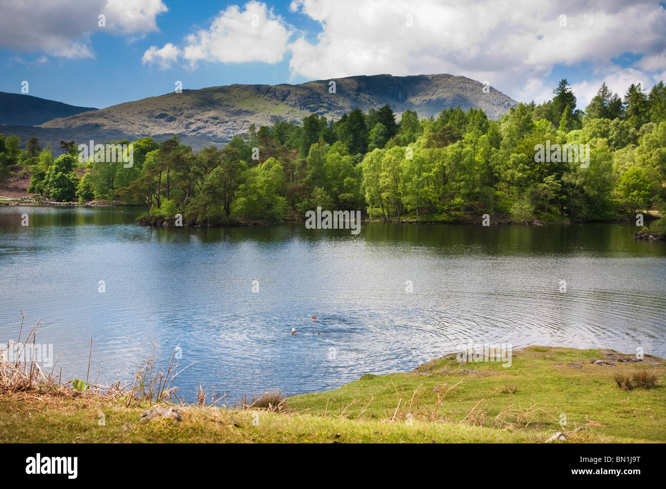 Visualizzazione classica del Tarn Howes con nuotatori la balneazione su una giornata d'estate nel Lake District inglese. Foto Stock