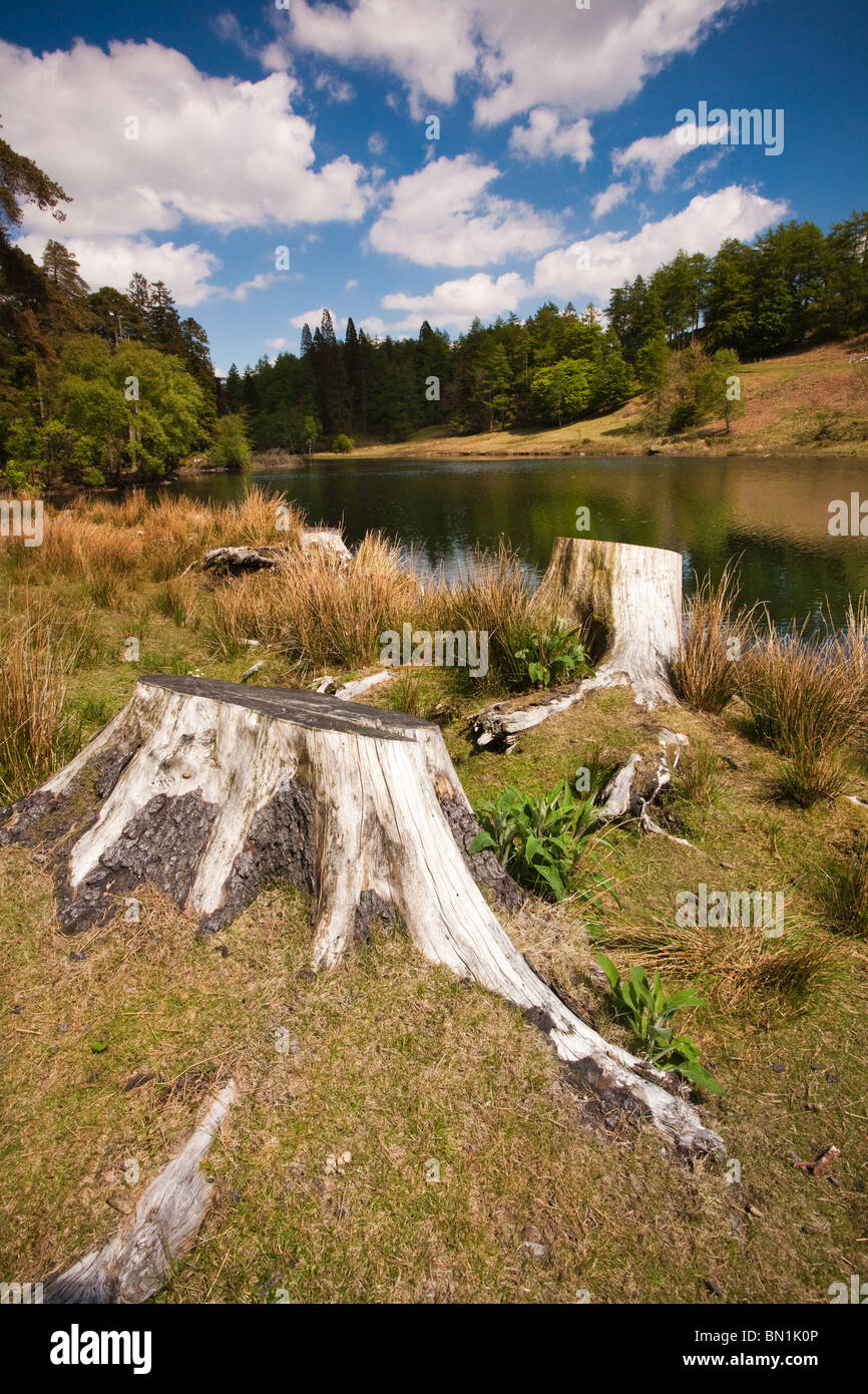 Esposti ceppi di alberi a Tarn Howes su una giornata d'estate nel Lake District inglese. Foto Stock