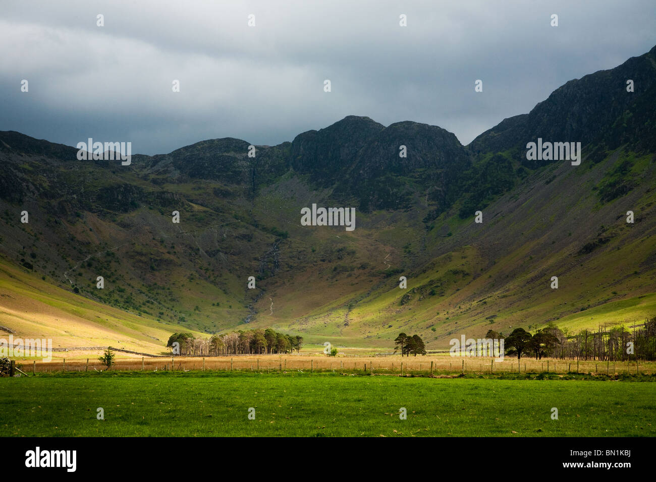 Soleggiato alberi sul lato est di Buttermere con Haystacks e grigio Knotts nella distanza nel Englaish Lake District Foto Stock