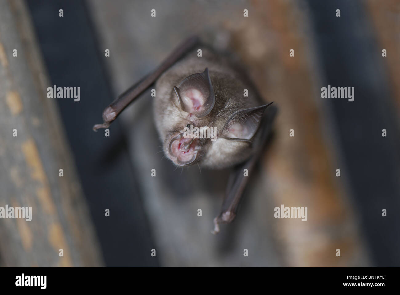 Un piccolo bat (Microchiroptera) nel villaggio di Moca Foto Stock