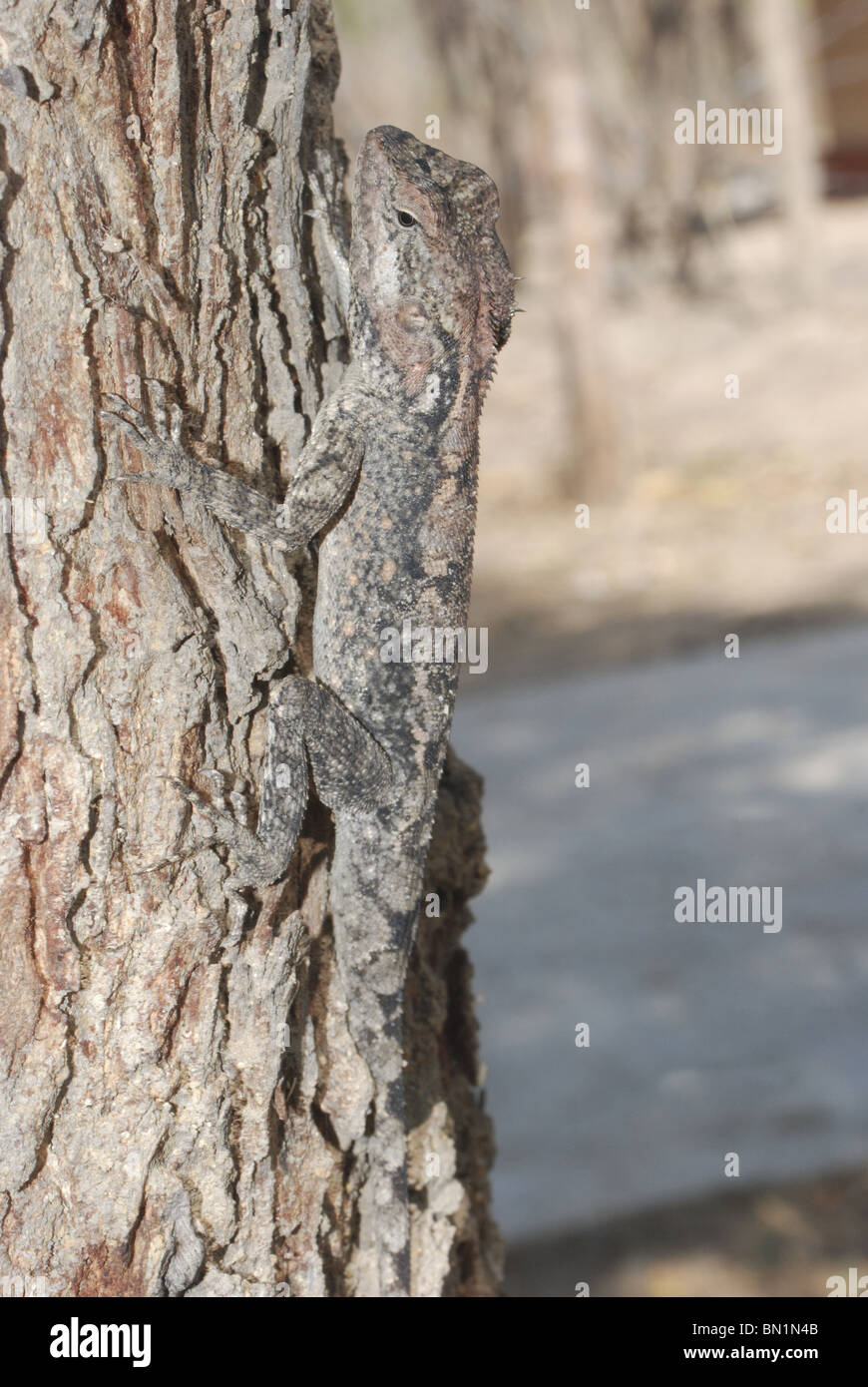 Foresta, CALOTES Calotes rouxii, Madhya Pradesh, India Foto Stock