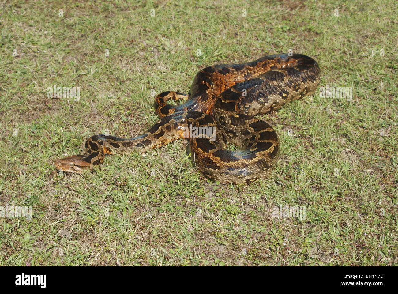 INDIAN ROCK Python. Python molurus molurus, non velenose. rare. Parco Nazionale di Kanha, Madhya Pradesh Foto Stock