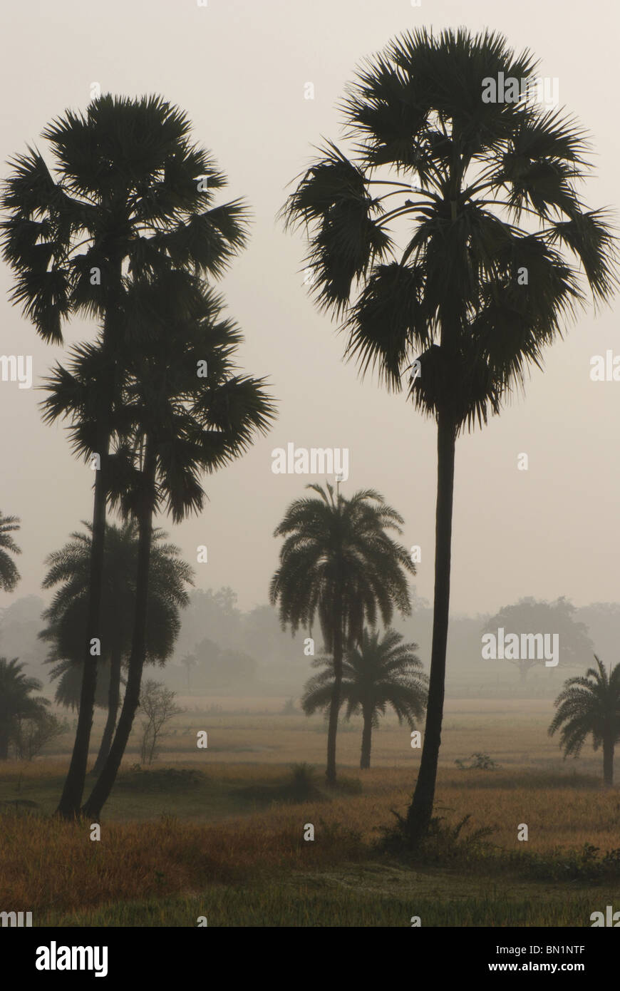 Borassus flabellifer, Taad o Palmyra palms nella nebbia, Bankuda distretto. W il Bengala Foto Stock
