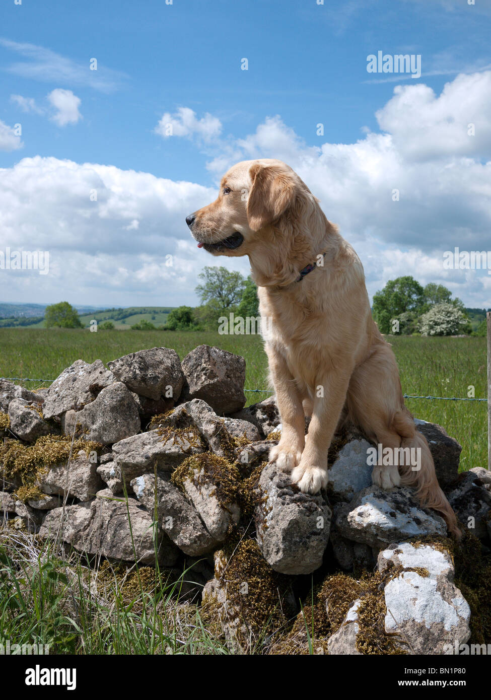 Giovani Golden Retriever su una parete Foto Stock