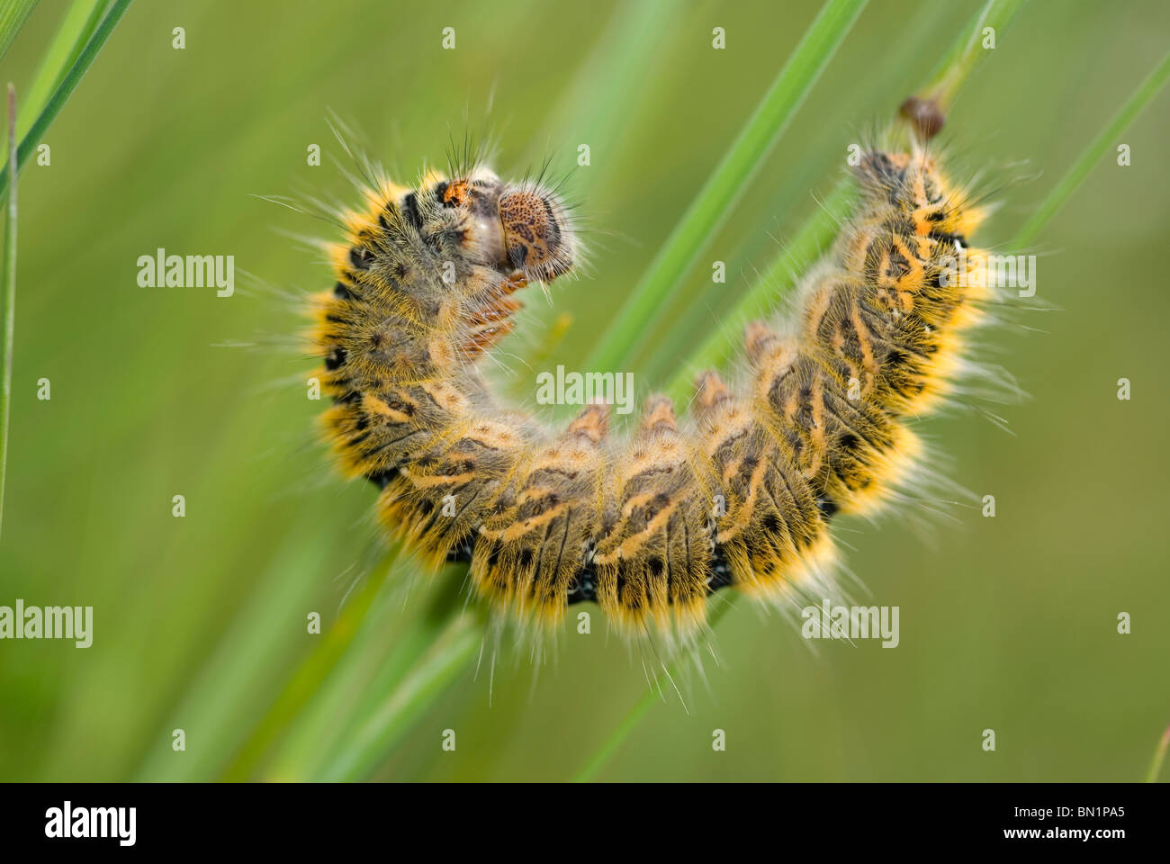Erba Eggar Moth caterpillar (Lasiocampa trifolii) Foto Stock