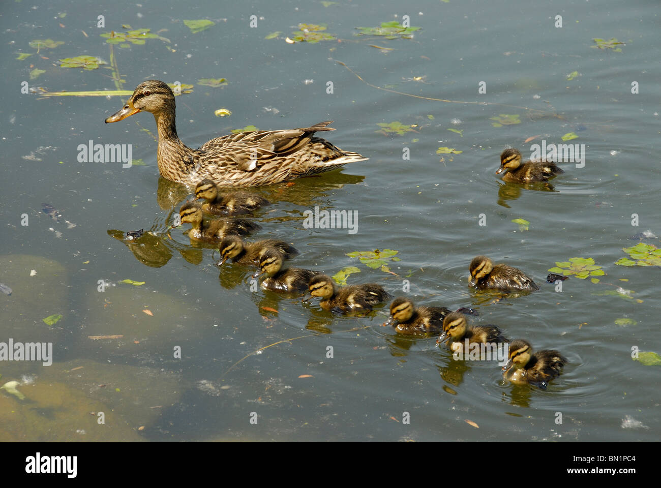 Anas platyrhynchos, Germano reale o anatra selvatica Foto Stock