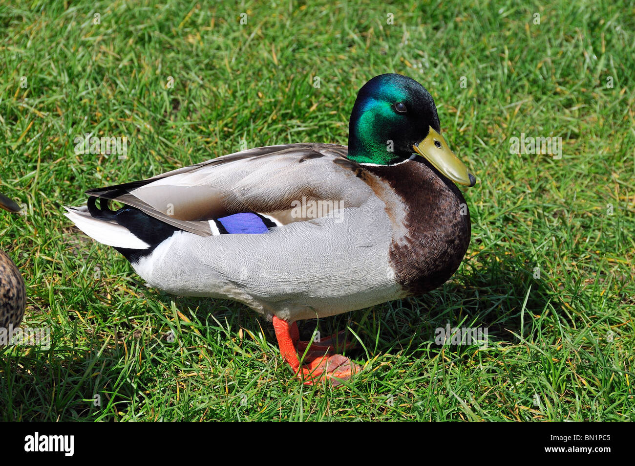 Anas platyrhynchos, maschio di Germano Reale o anatra selvatica Foto Stock