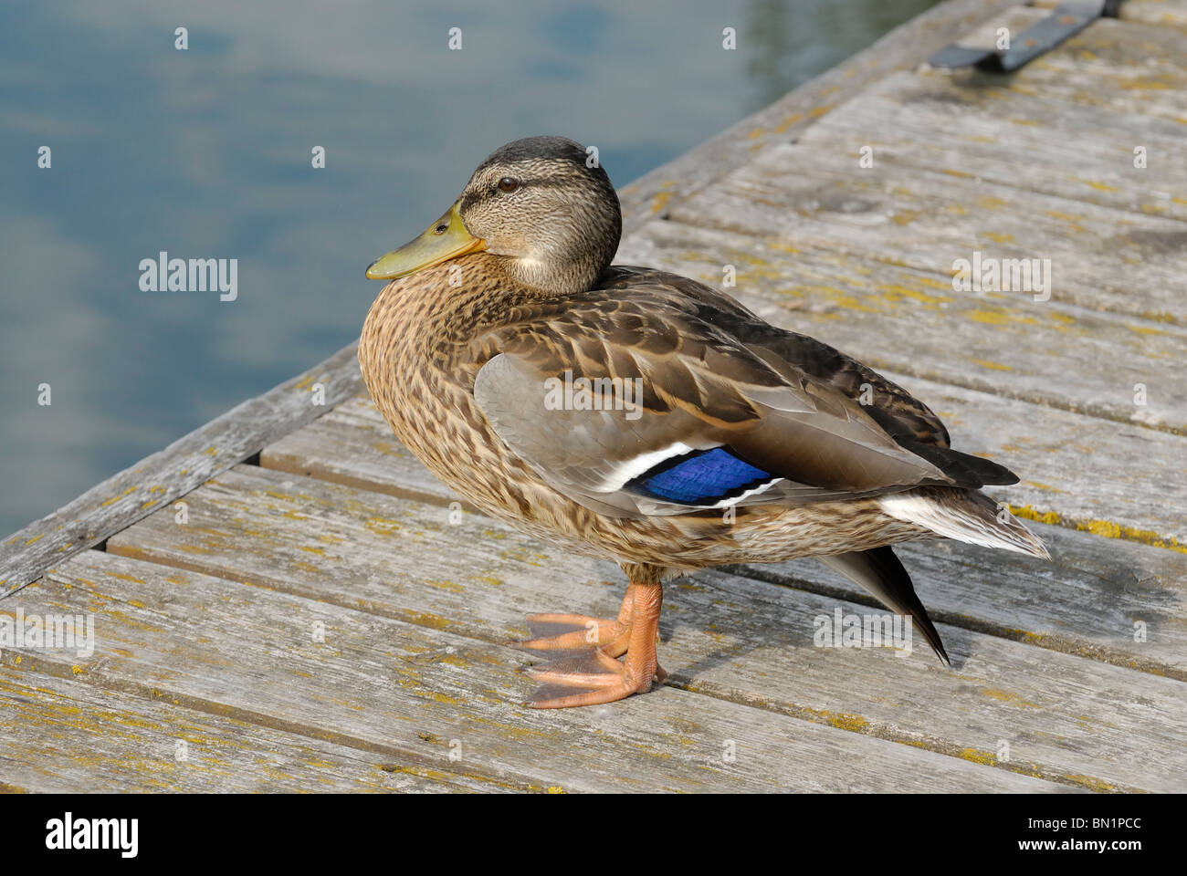 Anas platyrhynchos, femmina del Germano Reale o anatra selvatica Foto Stock