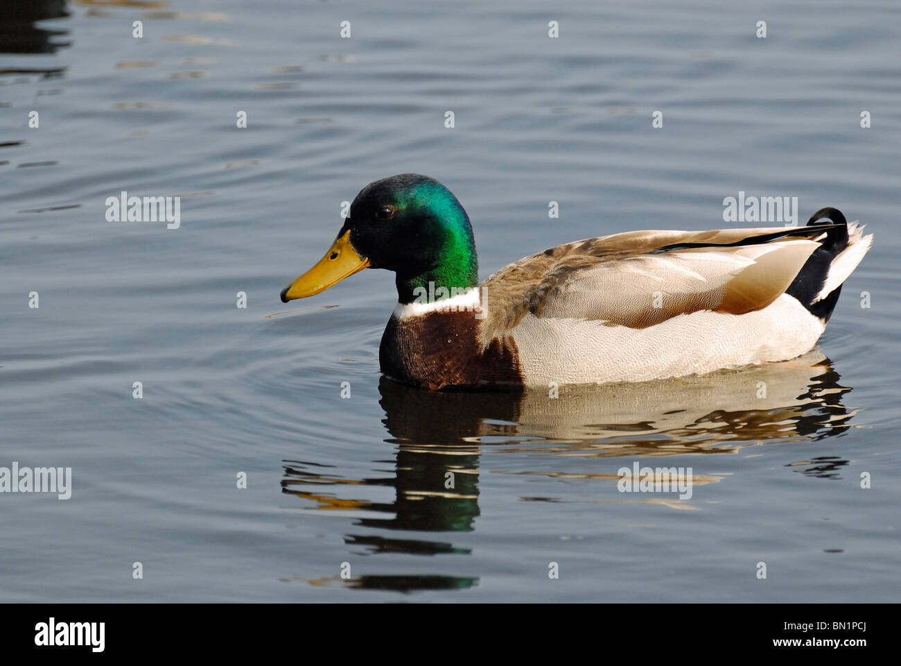 Anas platyrhynchos, maschio di Germano Reale o anatra selvatica Foto Stock