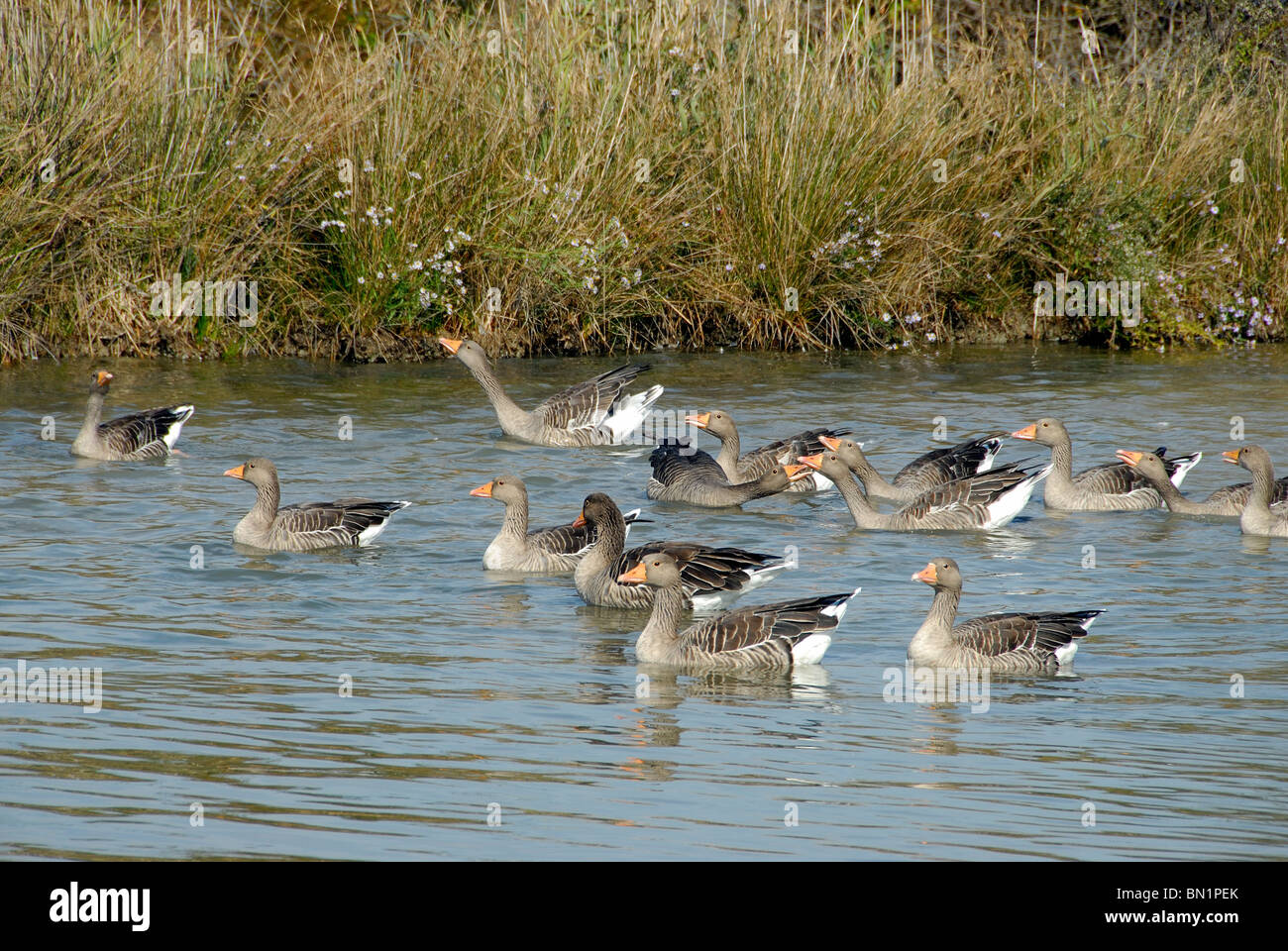 Anser anser, oca Graylag Foto Stock