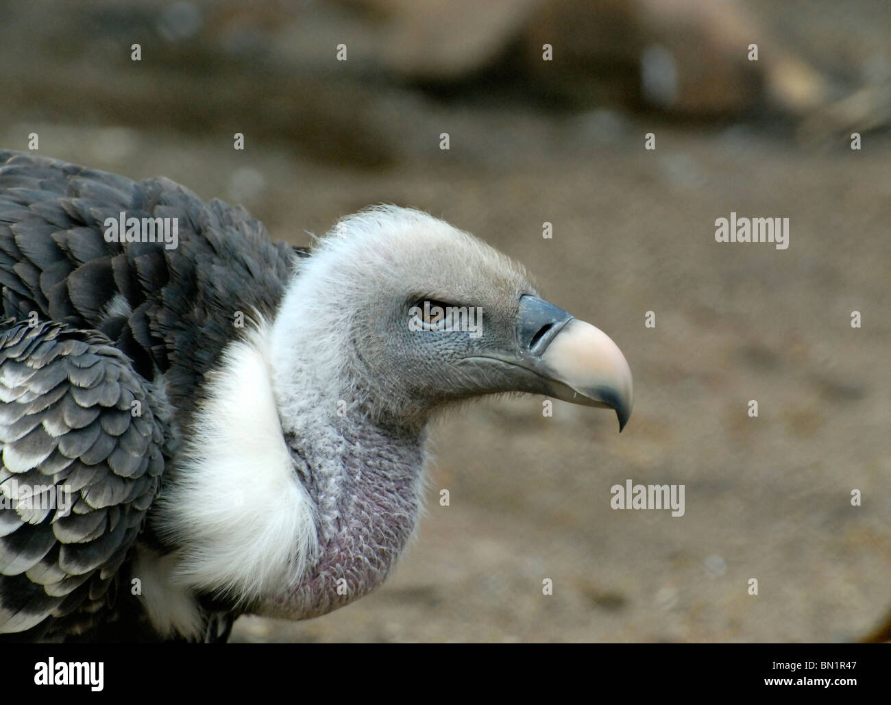 Gyps rueppellii, Rüppell's Vulture Foto Stock