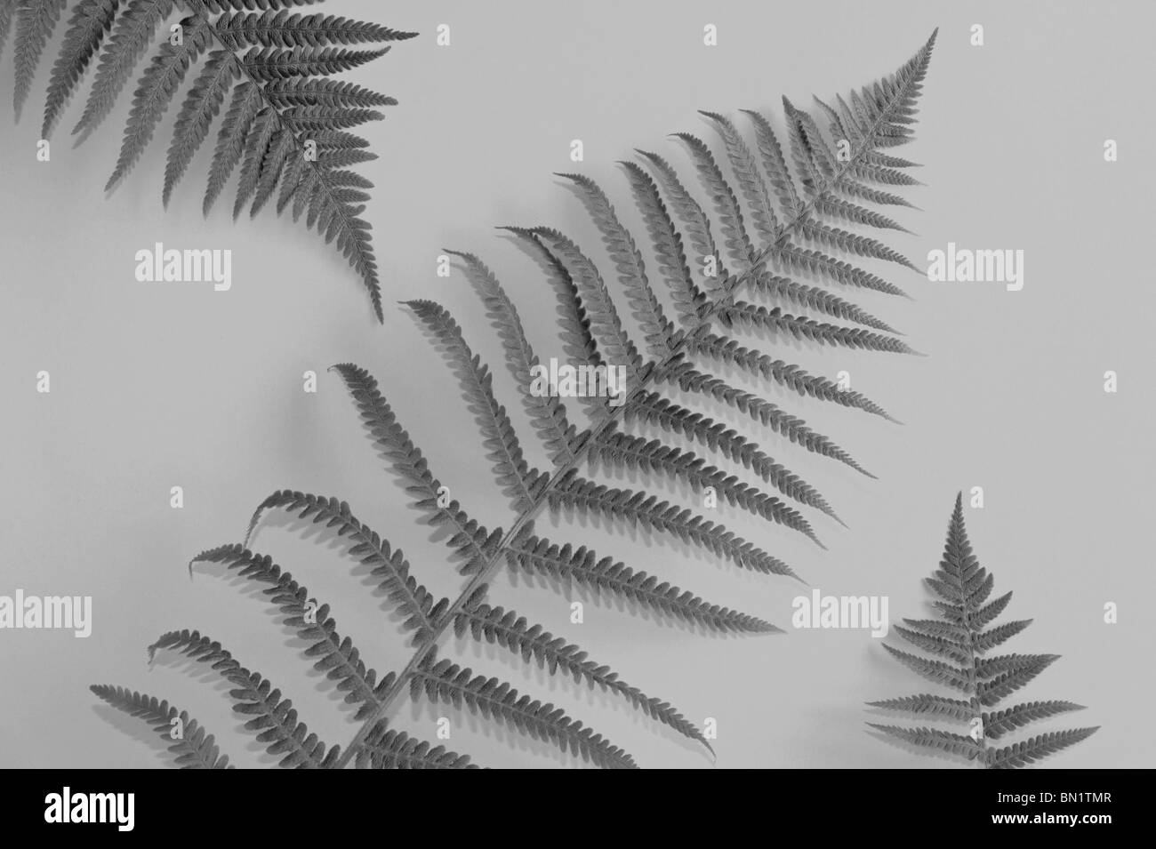 Struzzo fronde di felce disposti contro uno sfondo semplice Foto Stock