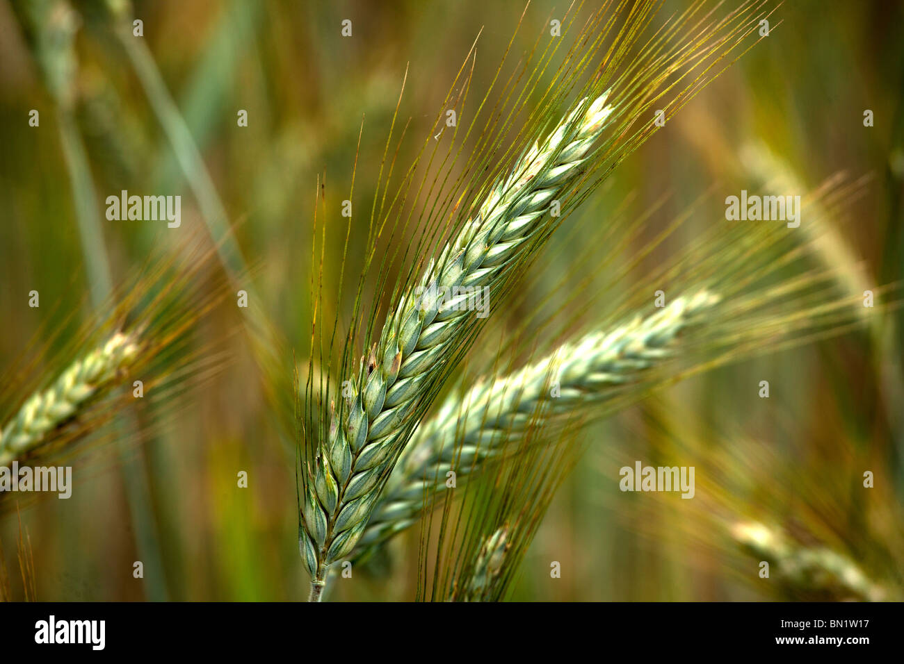 Campo di grano in Dordogne, Francia. Foto Stock