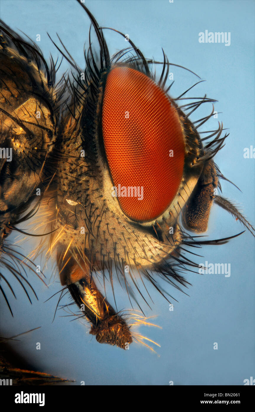 Extreme close up della testa di una mosca che mostra la struttura esagonale dell'Occhio composto. Foto Stock