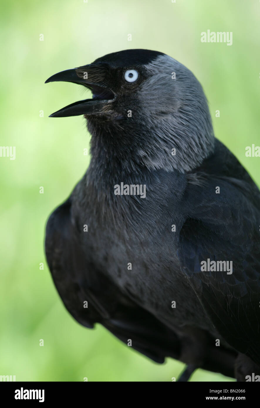 Taccola Corvus monedula ritratto del singolo adulto REGNO UNITO Foto Stock