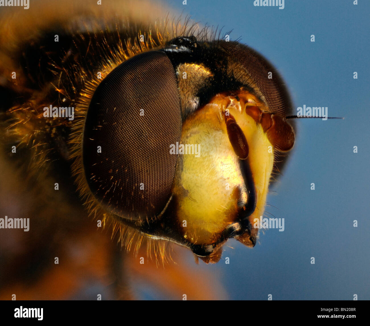 Extreme close up della testa di un hoverfly mostrante la struttura esagonale del composto con gli occhi. Foto Stock