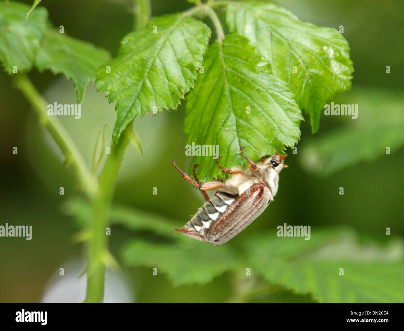 Cockchafer Melolontha melolontha anche chiamato maggio-bug, Cornwall Foto Stock