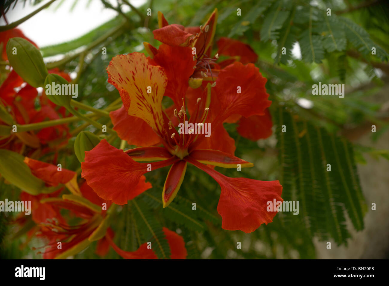 Albero con fiori di colore rosso Foto Stock