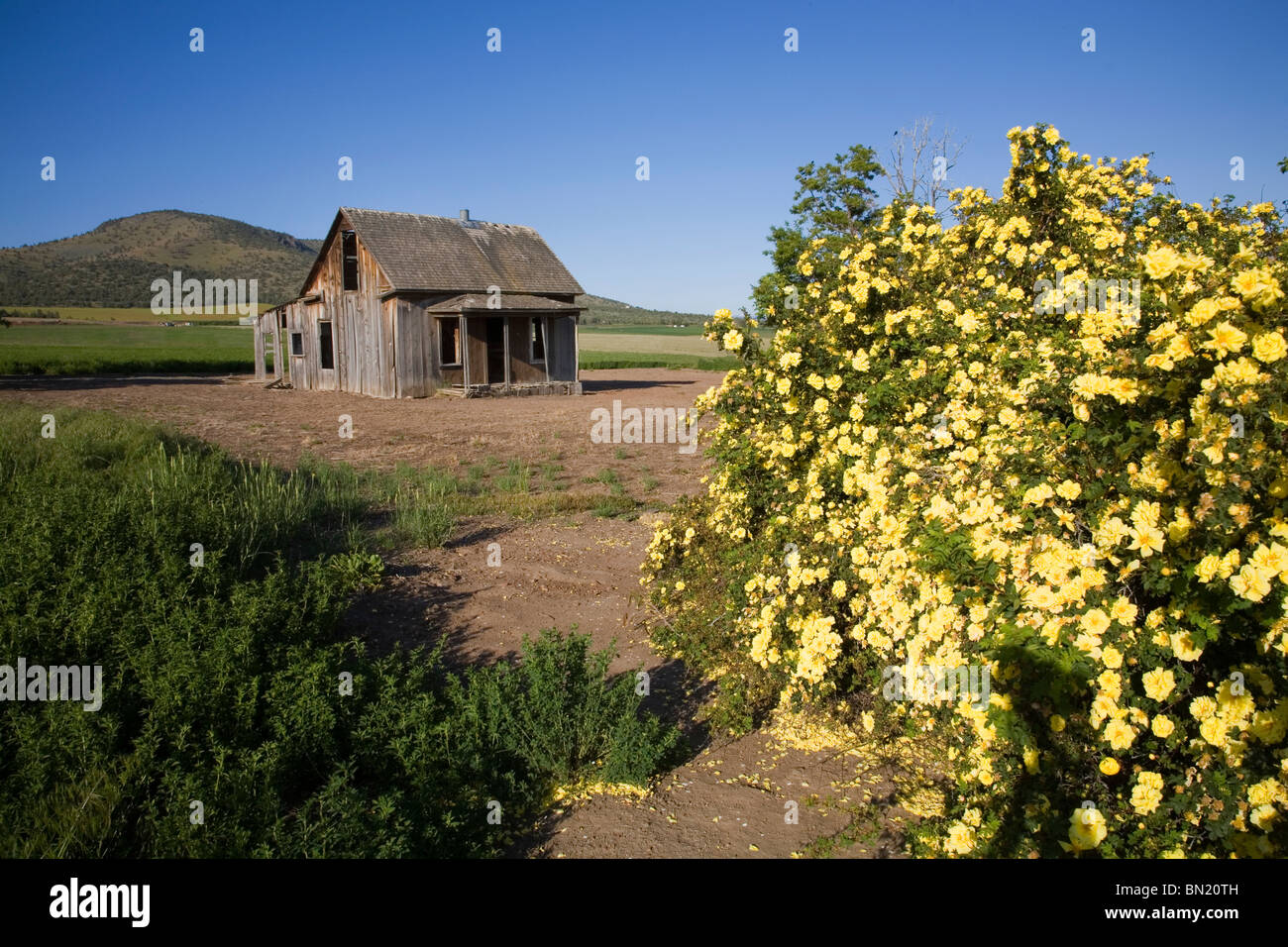 Una vecchia casa colonica dalla depressione in un campo di erba medica nei pressi di Culver, nel centro di Oregon Foto Stock