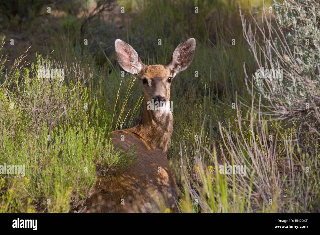 Un mulo cervo doe, femmina, giacente in un campo Foto Stock