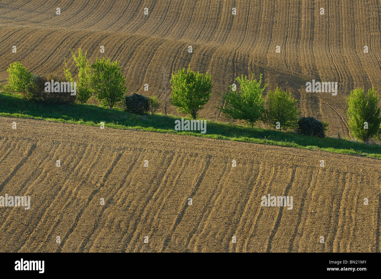 Paysage de champ dans le Lauragais. Haut lieu de l'agriculture notamment du colza, blé, .... Foto Stock