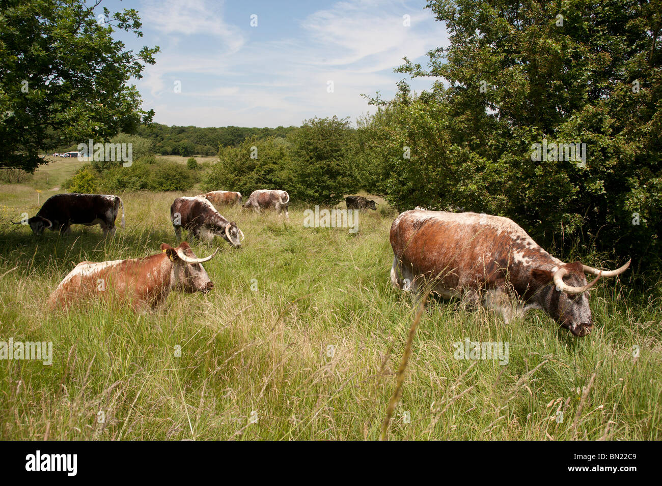 Longhorn il pascolo di bestiame Chingford pianura Foresta di Epping Essex GB UK Foto Stock