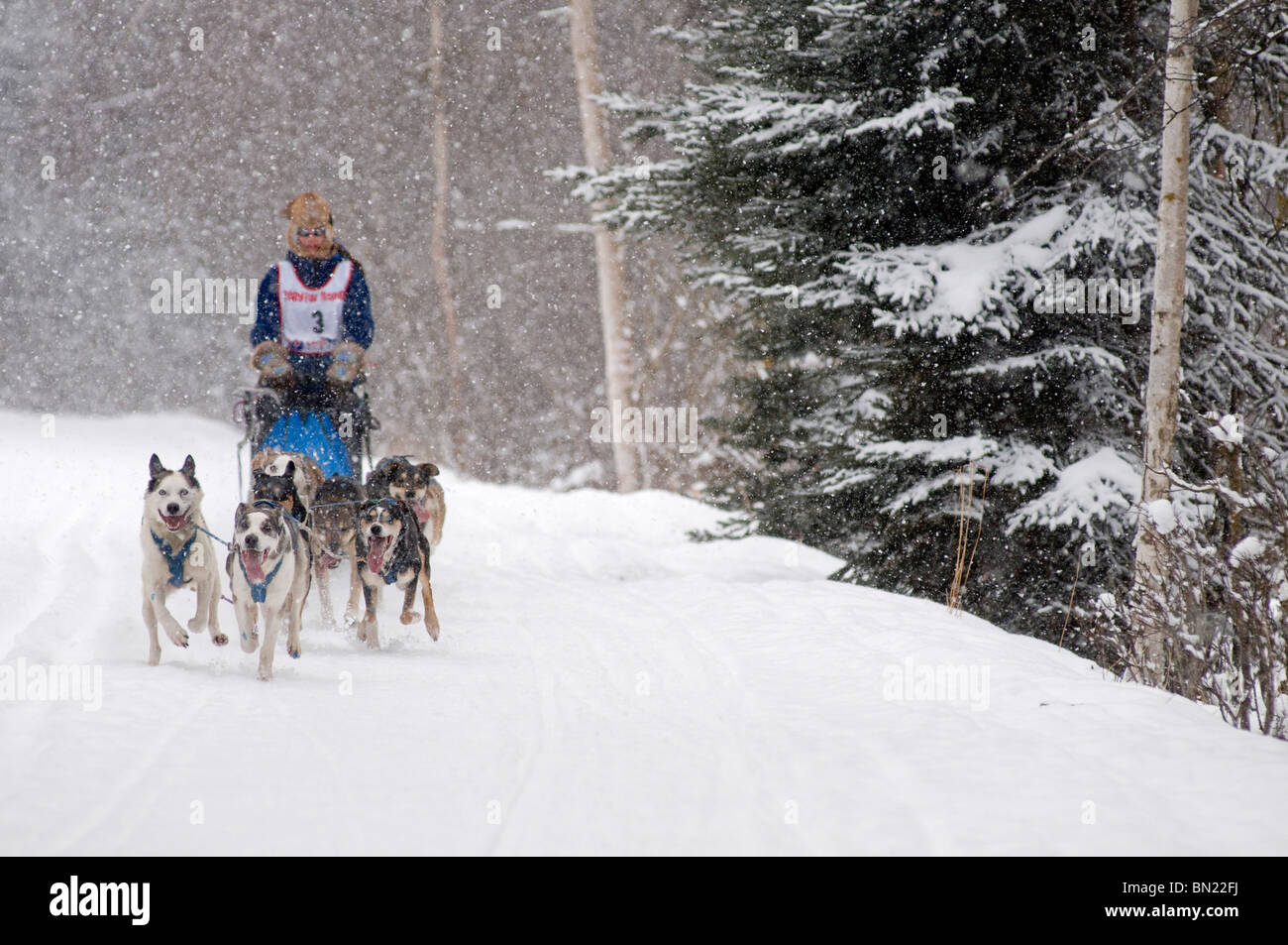 Sled Dog Racing- un musher e il suo cane Gara di team nel Campionato del Mondo 2009 Fur Rondy gara Sprint lungo Foto Stock