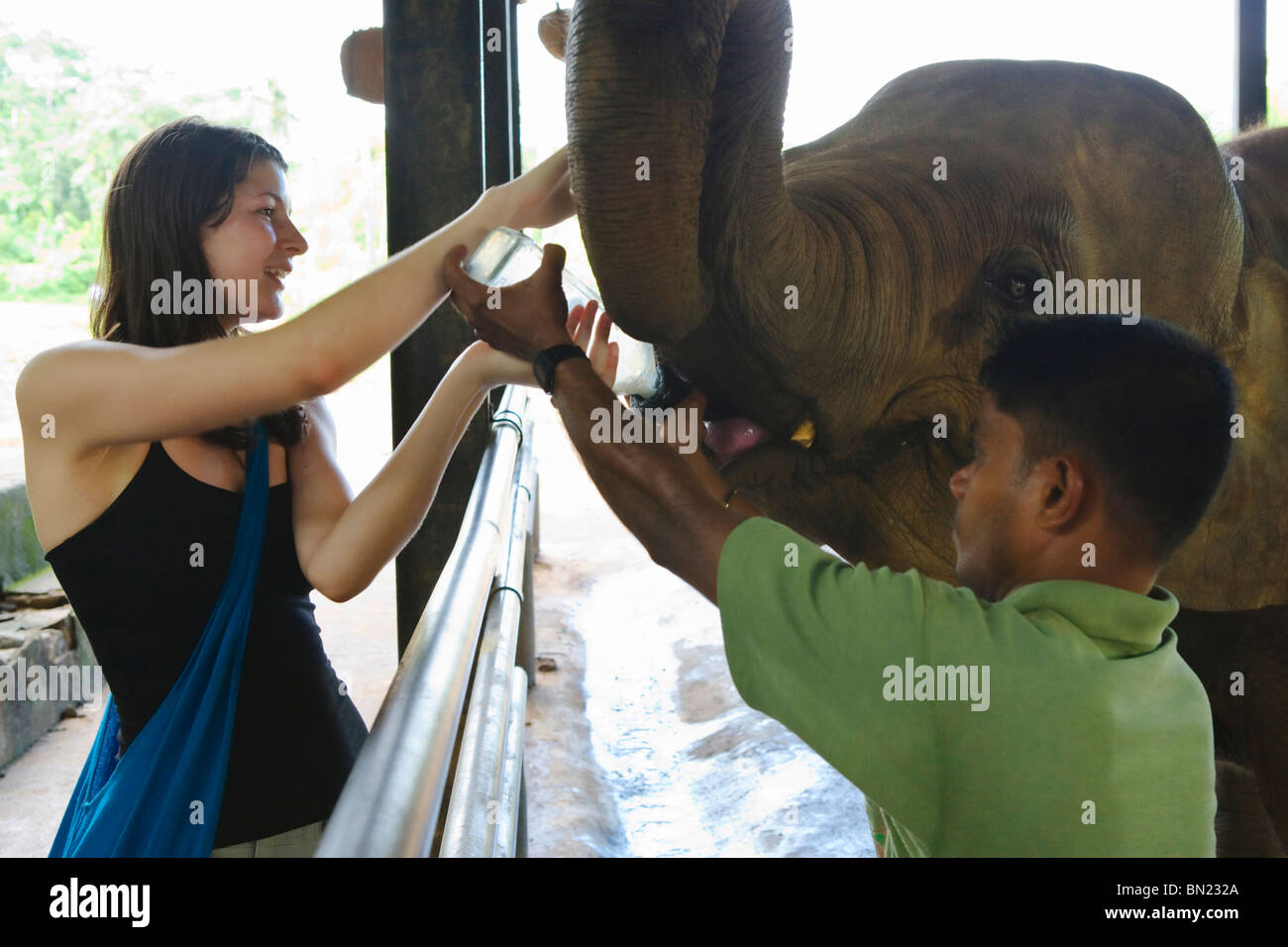 I turisti di alimentazione di un vitello di elefanti a Pinnawela elefante orfanotrofio Foto Stock