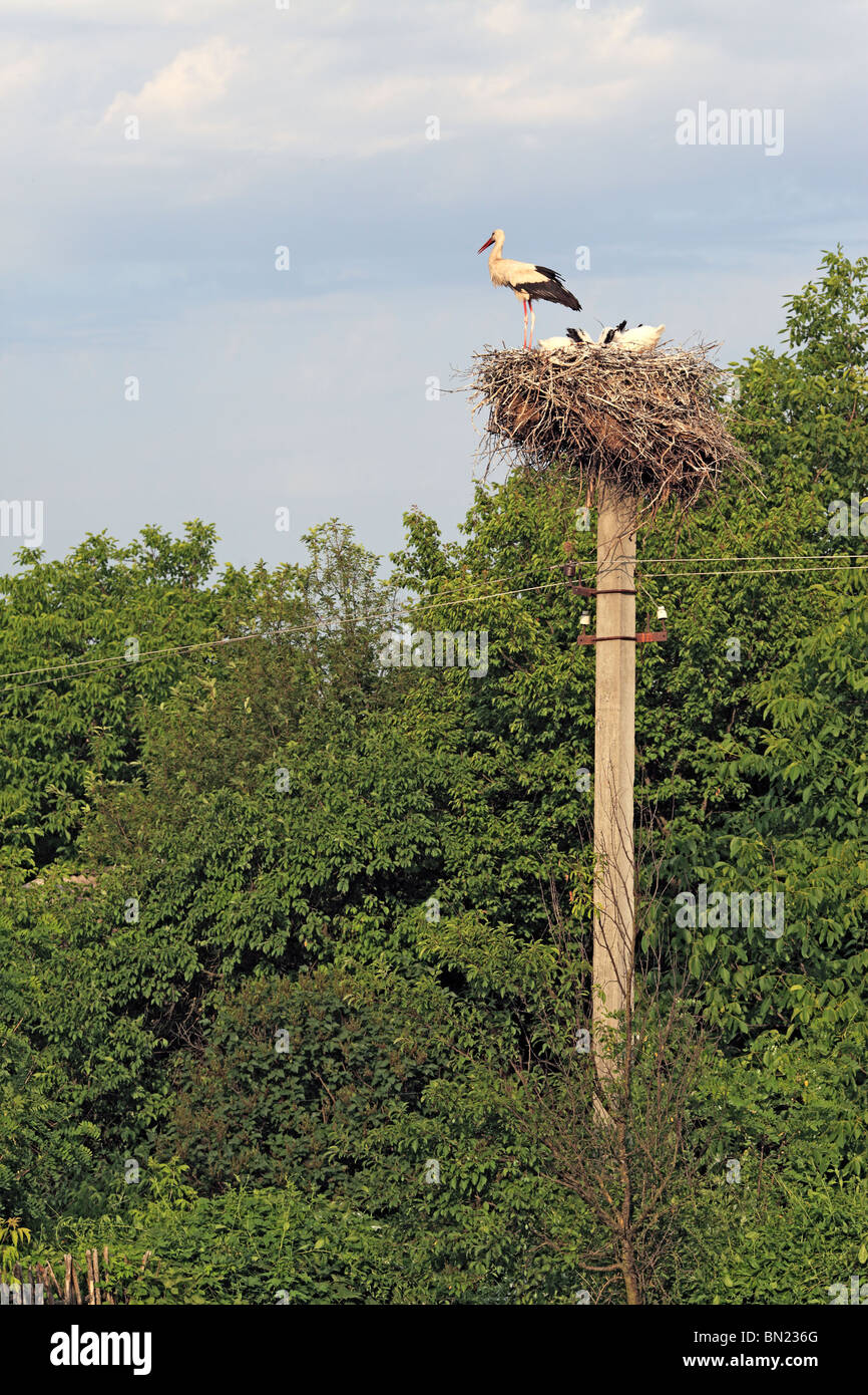 Cicogna in nido, Subbotov, Oblast di Cherkasy, Ucraina Foto Stock