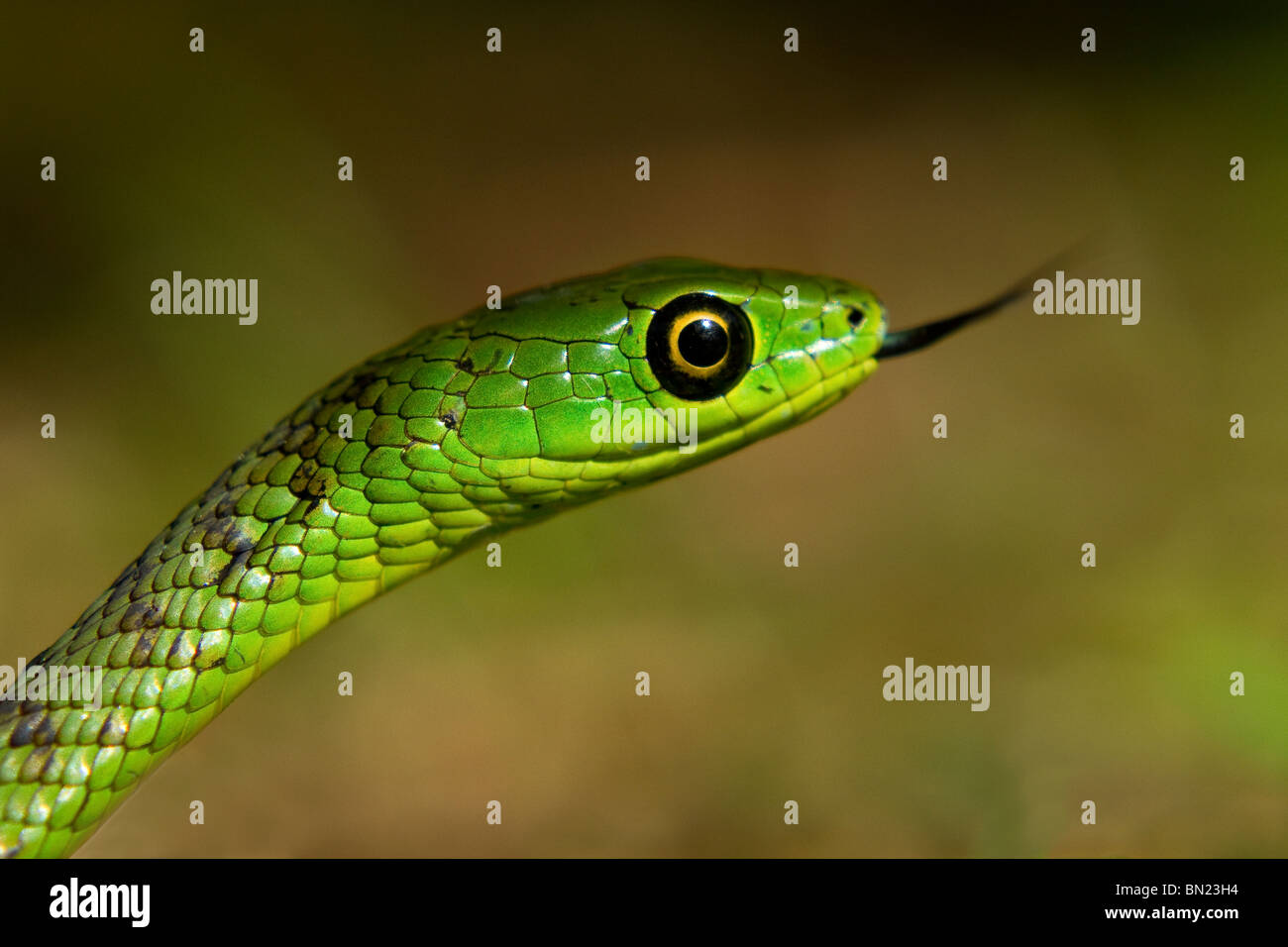 Foto macro di green spotted bush snake con linguetta estesa Foto Stock