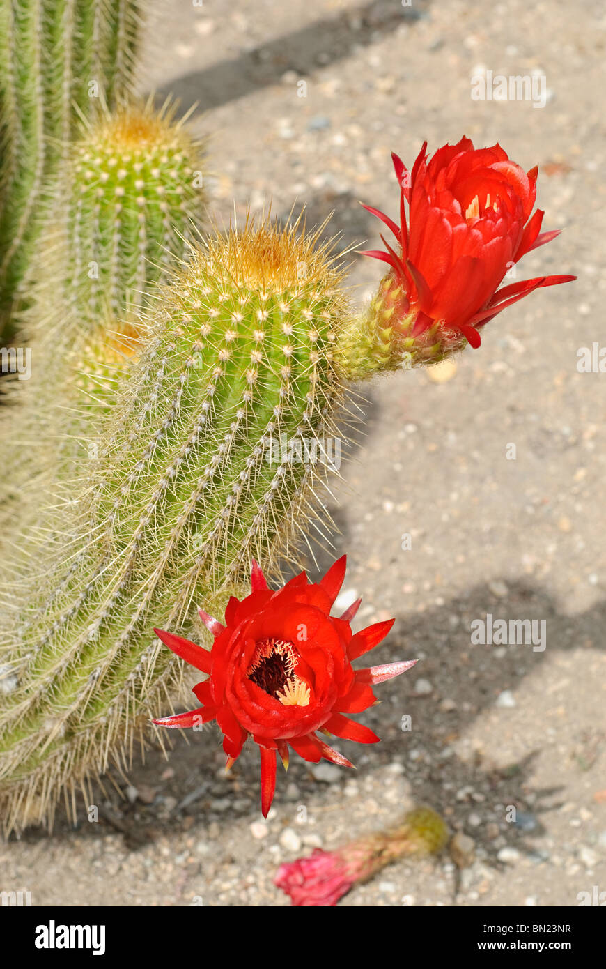 Echinopsis huascha, comunemente chiamato la torcia rosso cactus è nativo di Argentina. Foto Stock