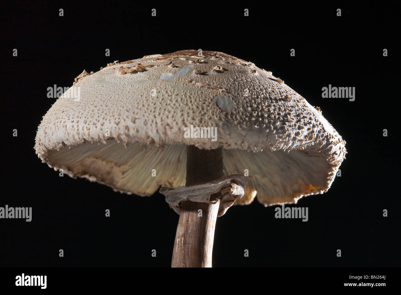 Parasol (fungo Macrolepiota procera), un basidiomicete fungo Foto Stock