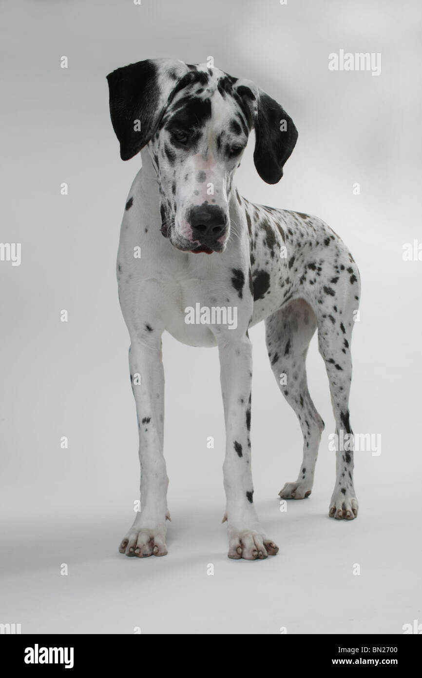 Alano cucciolo su sfondo bianco Foto Stock