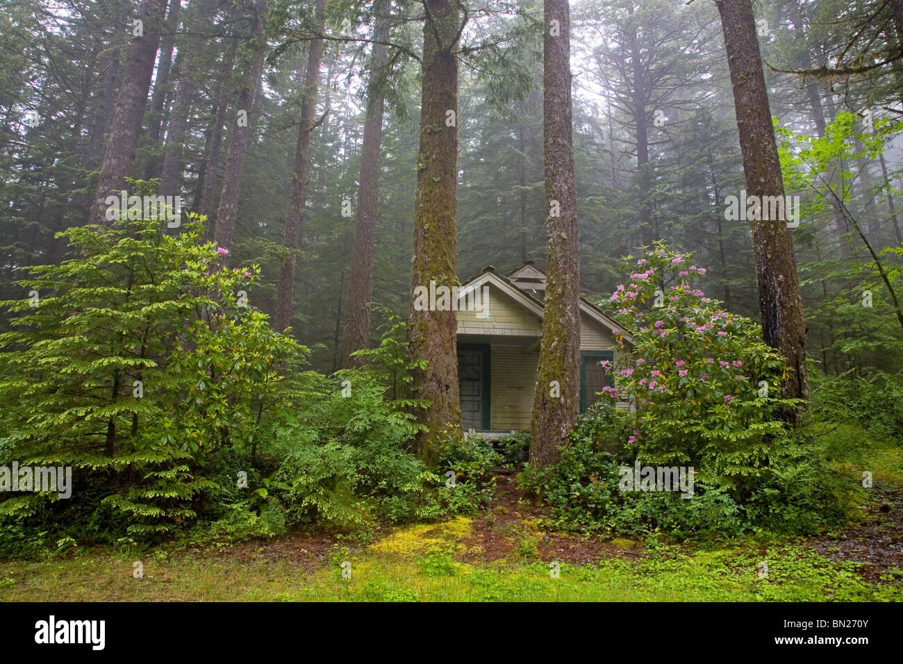 Una cabina nel bosco in un nord-ovest della foresta sempreverde. Foto Stock