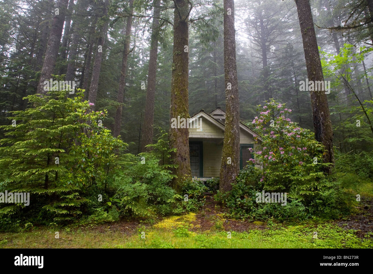 Una cabina nei boschi vicino al lago Odell in Oregon Cascade Mountains in una nebbiosa mattina. Foto Stock