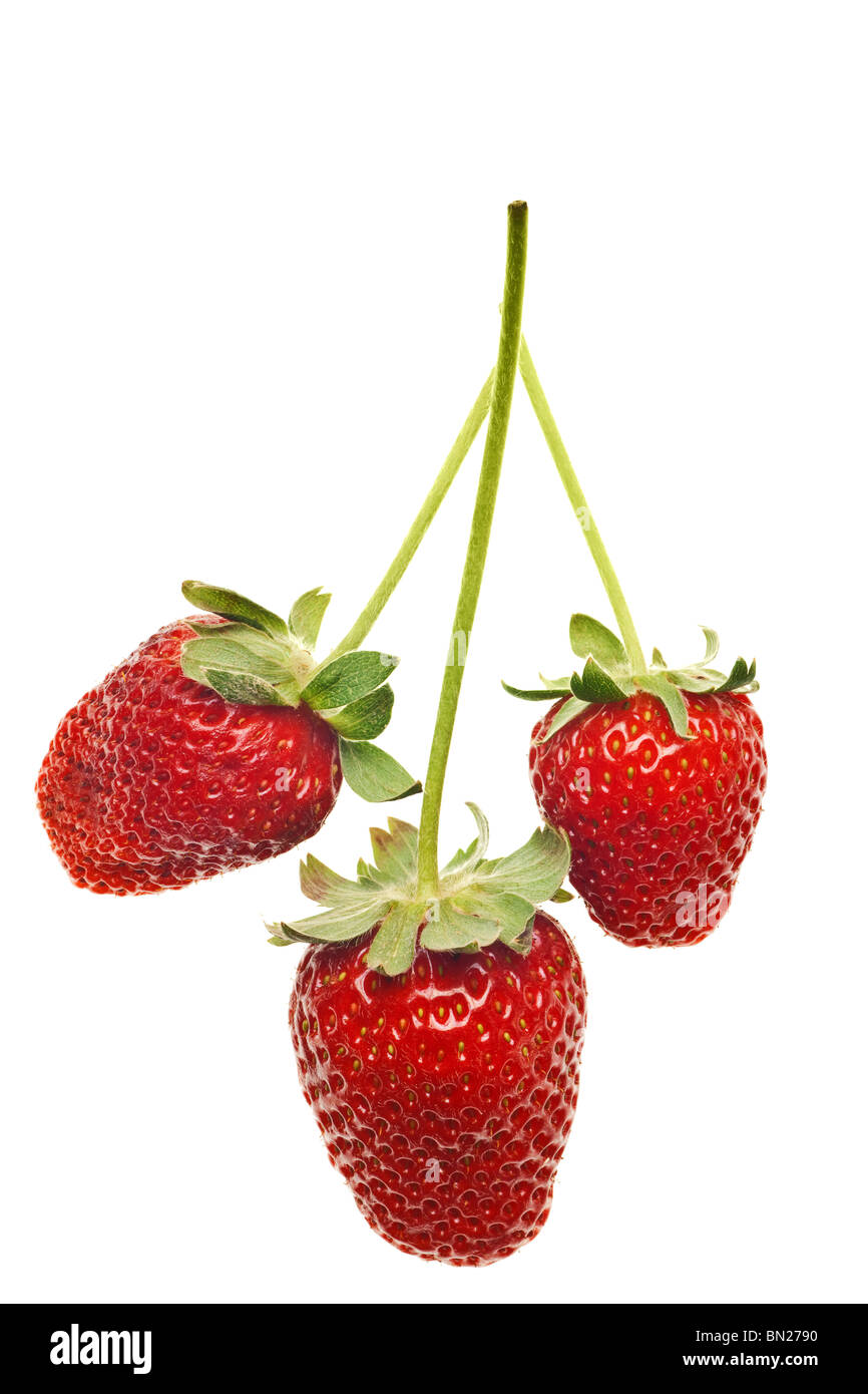 Ripe rosso fragole con steli e foglie isolati su sfondo bianco Foto Stock