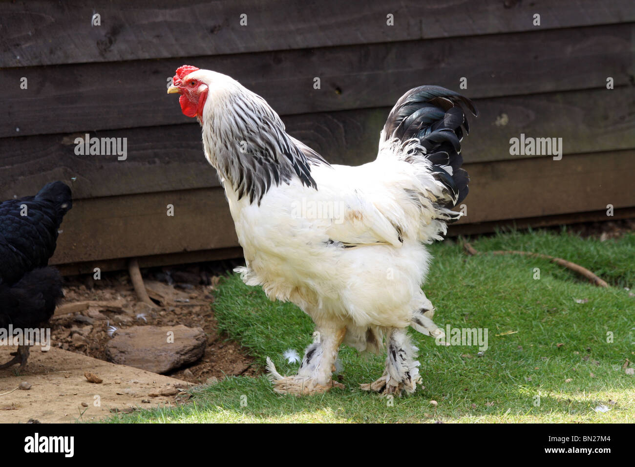 Gallo bianco Foto Stock