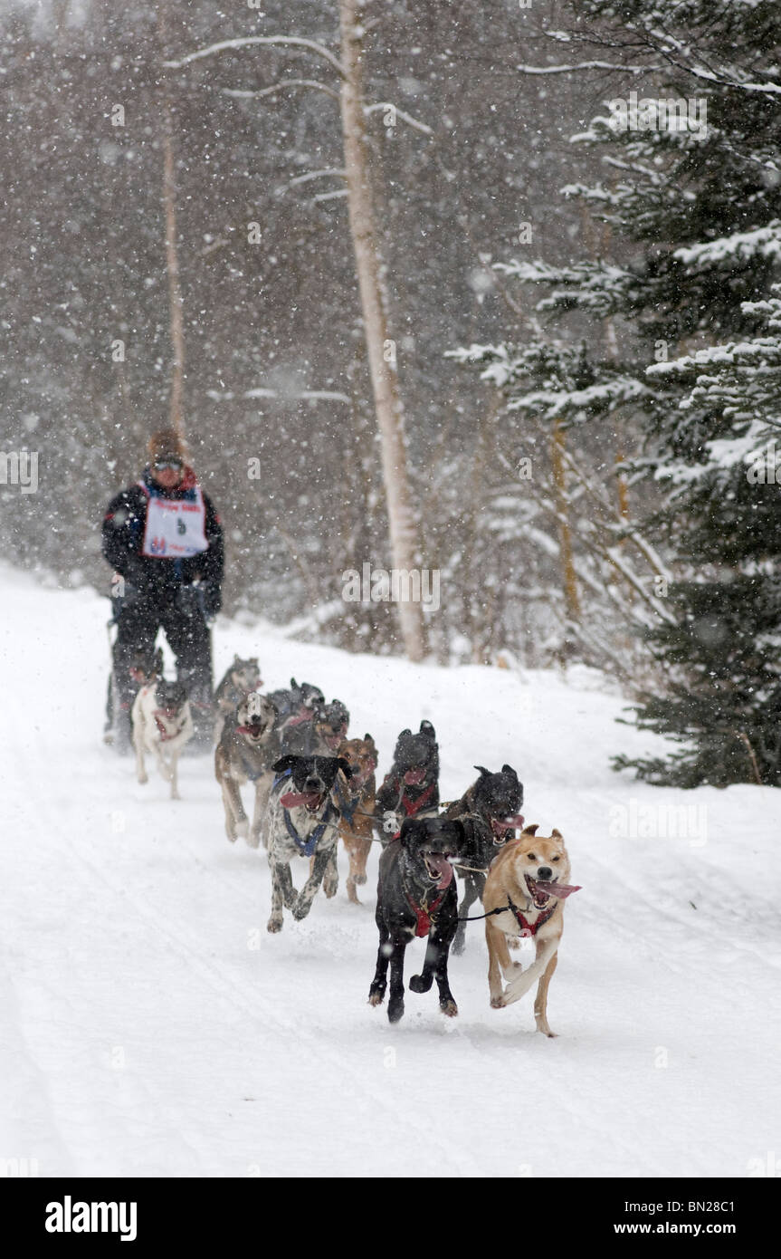 Sled Dog Racing- un musher e il suo cane Gara di team nel Campionato del Mondo 2009 Fur Rondy gara Sprint lungo Foto Stock